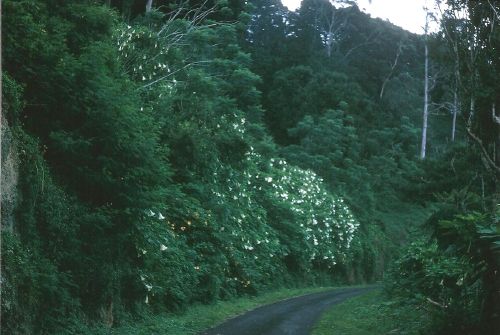 Ascension Island